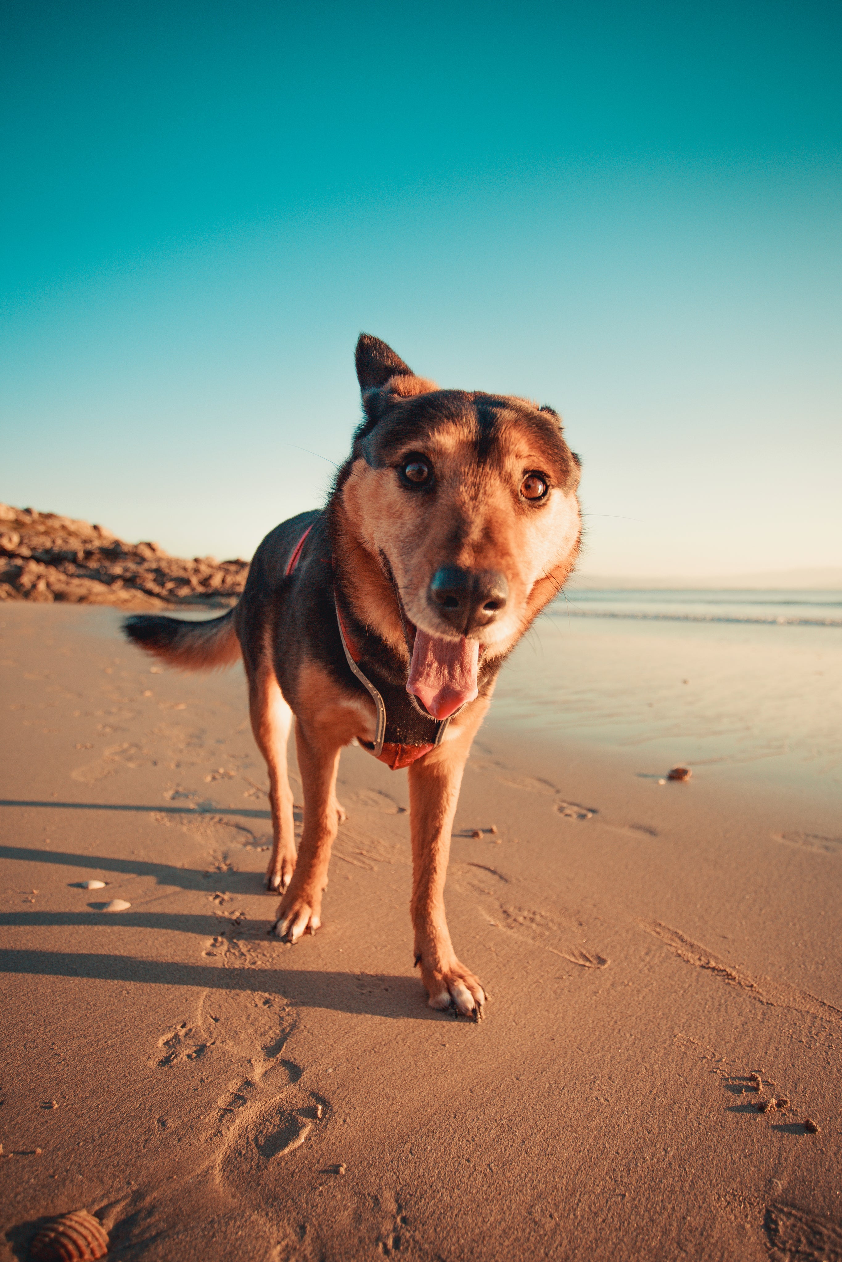 Happy and active dog on the beach in Whangarei, Northland