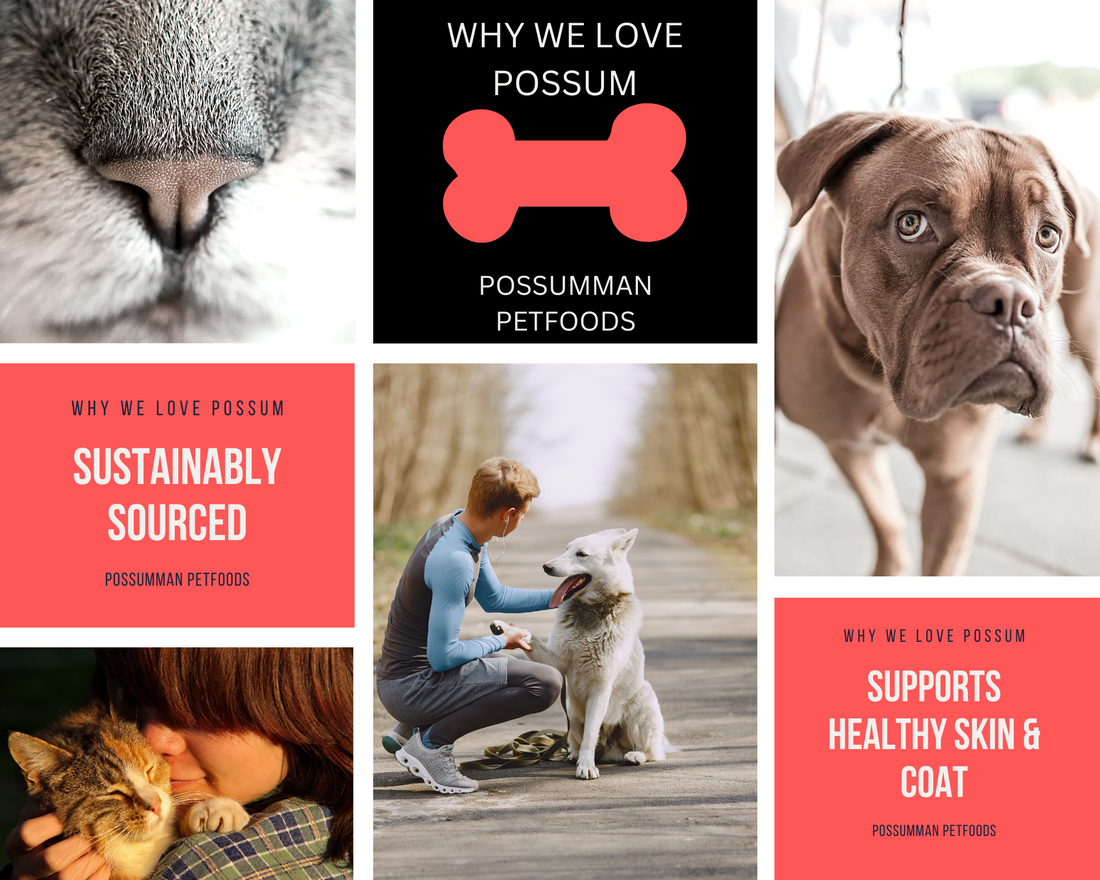 Discover the Benefits of Raw NZ Possum: A Nutritional Powerhouse for Your Pet