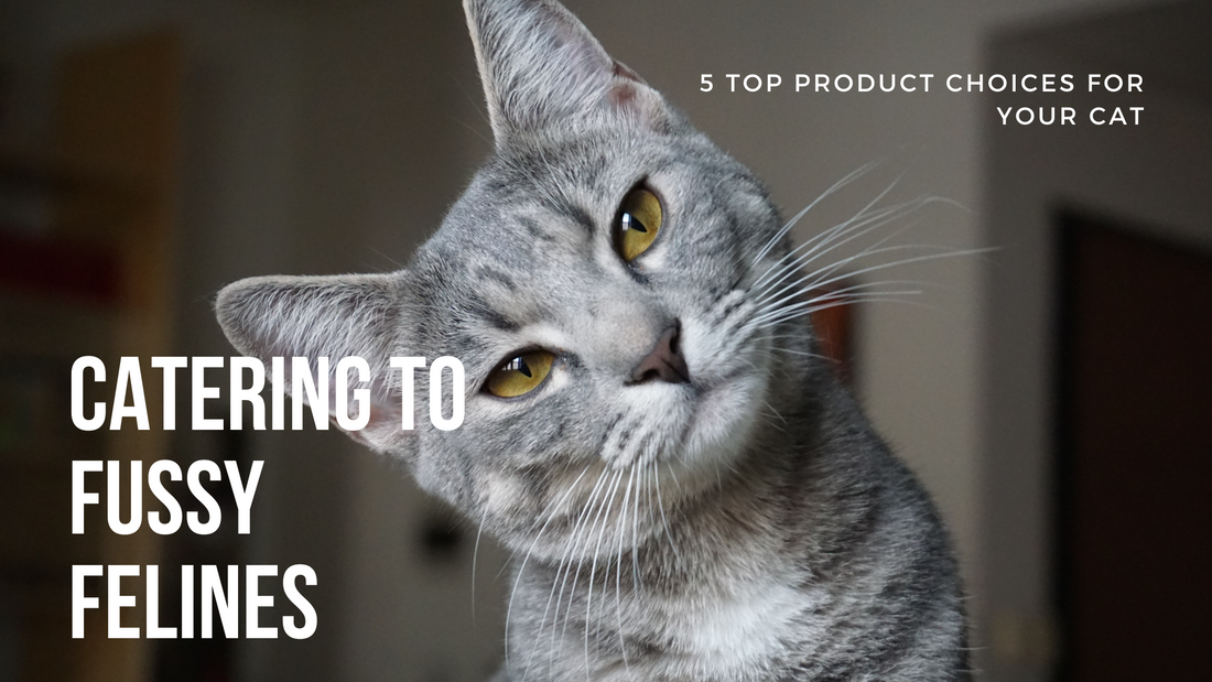 Feeding Fussy Felines: Top Picks Your Cat Will Love!